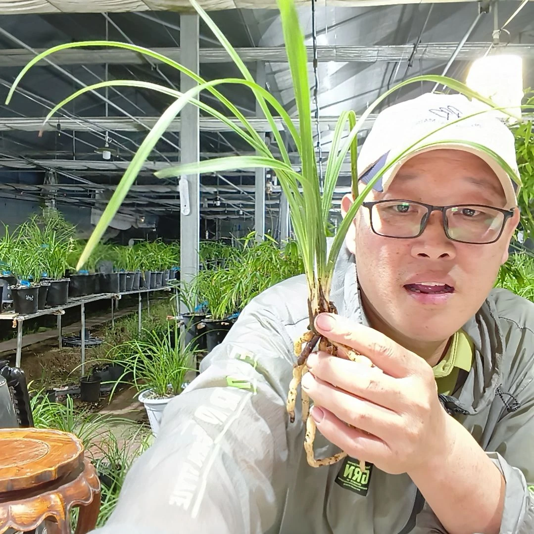 义***汇无花朵蕙兰翠萼兰花