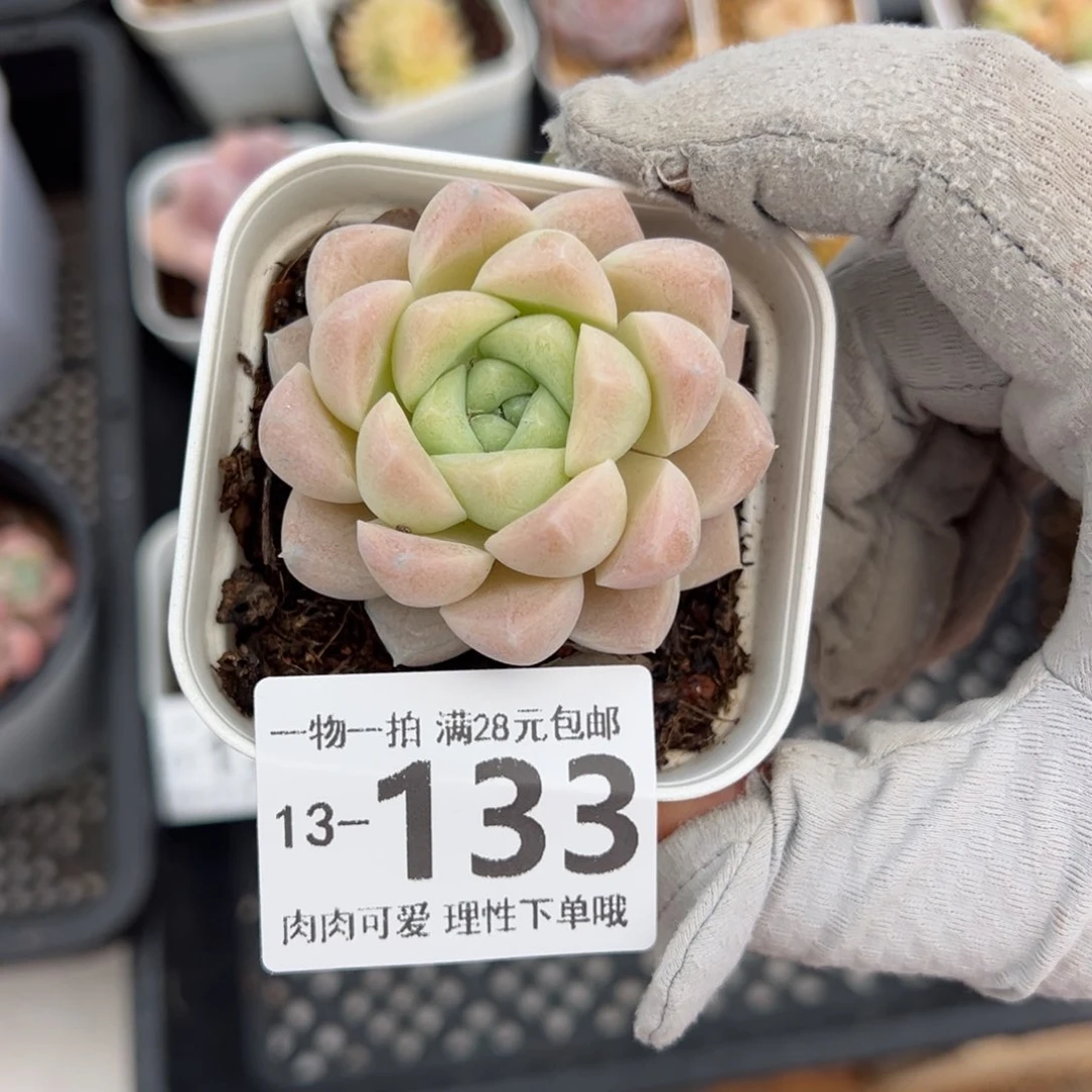 奶油美人多肉多肉多肉