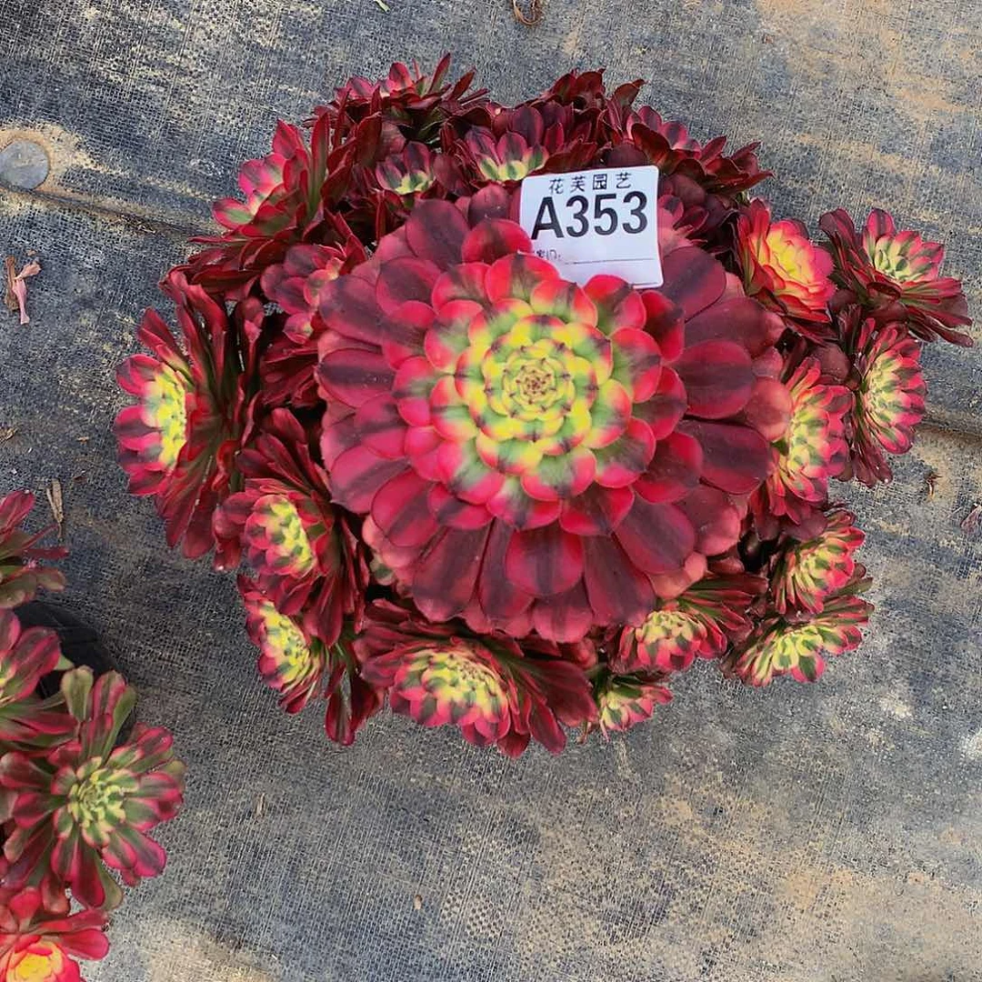 353多肉法师雨天里