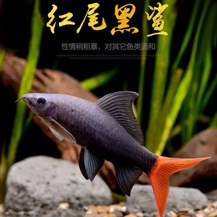 正宗泰国进口红尾黑鲨除藻工具鱼混养鱼热带鱼活体鱼
