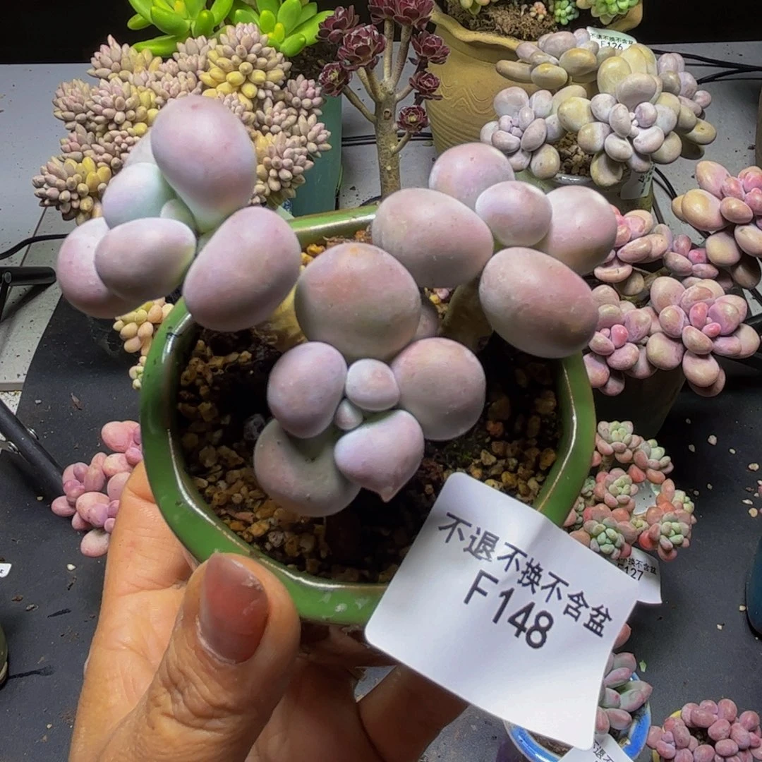 芭比奶酪148/8cm多肉