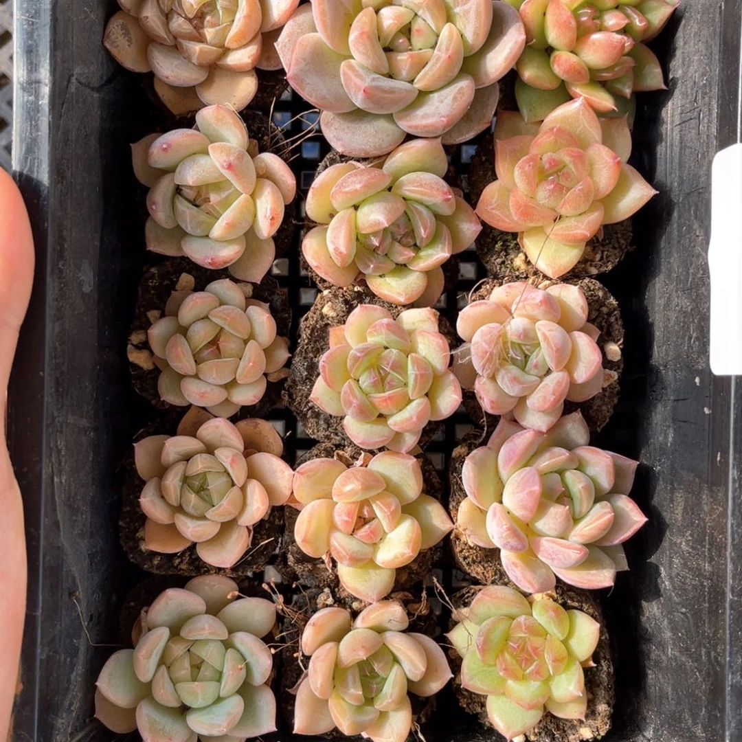 多肉一物一拍12-53