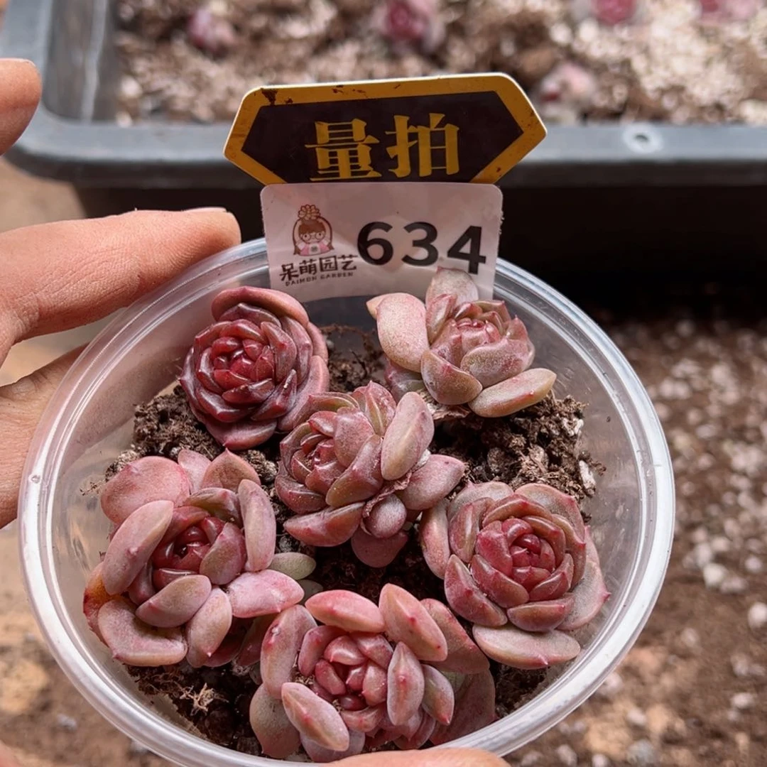 多肉植物多肉植物