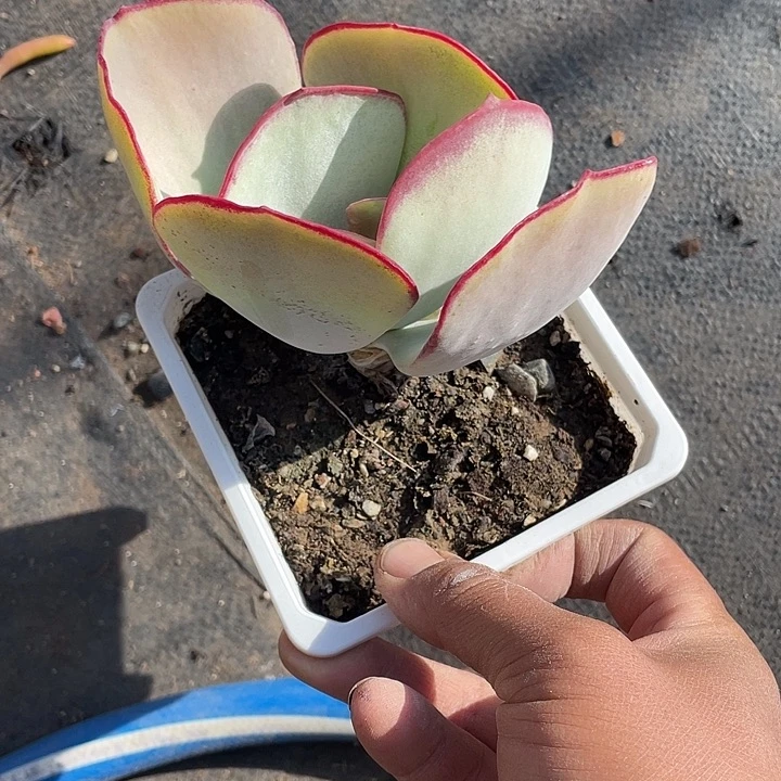 白眉单头福利带盆发货