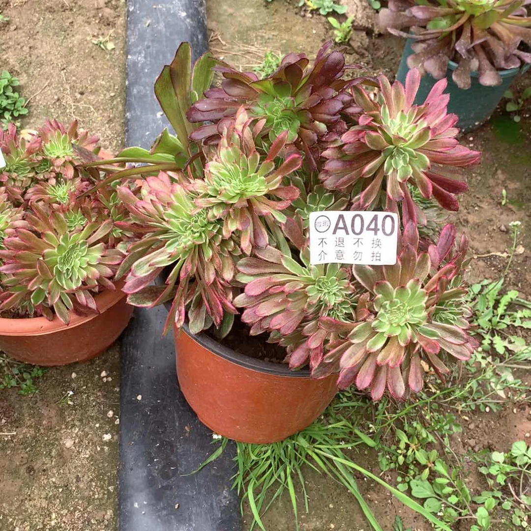 多肉植物水墨缀040