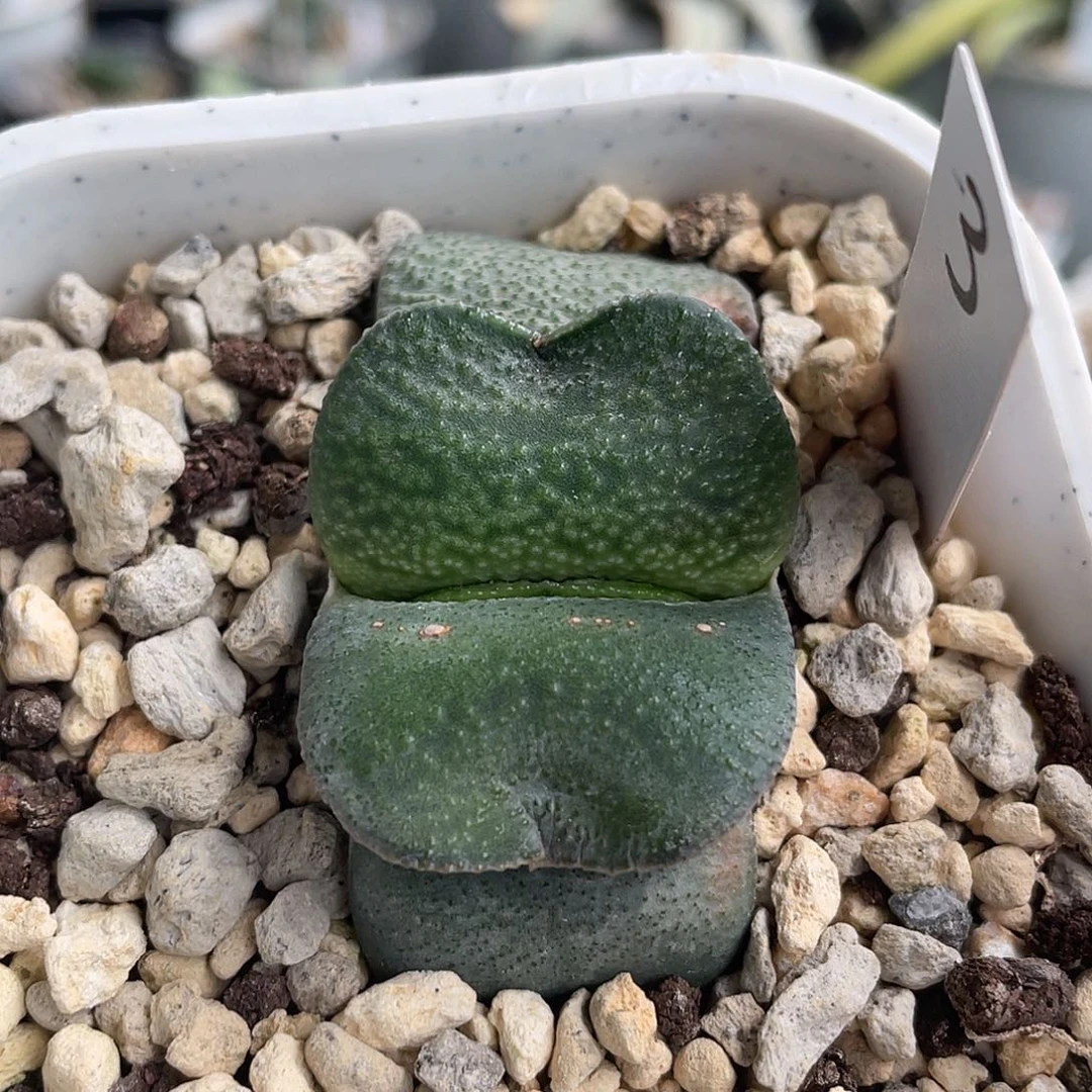 3军配卧牛脱土发货