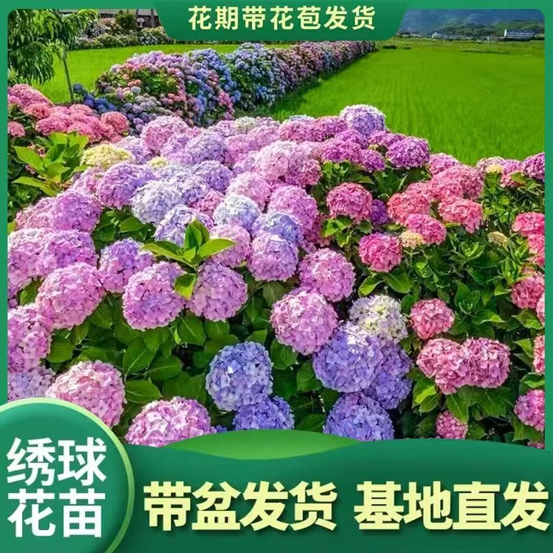 福利绣球 带盆带土盆栽花卉 大花绣球  洛阳基地发货