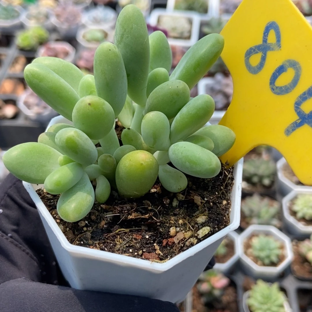804芒果奶多肉植物保护