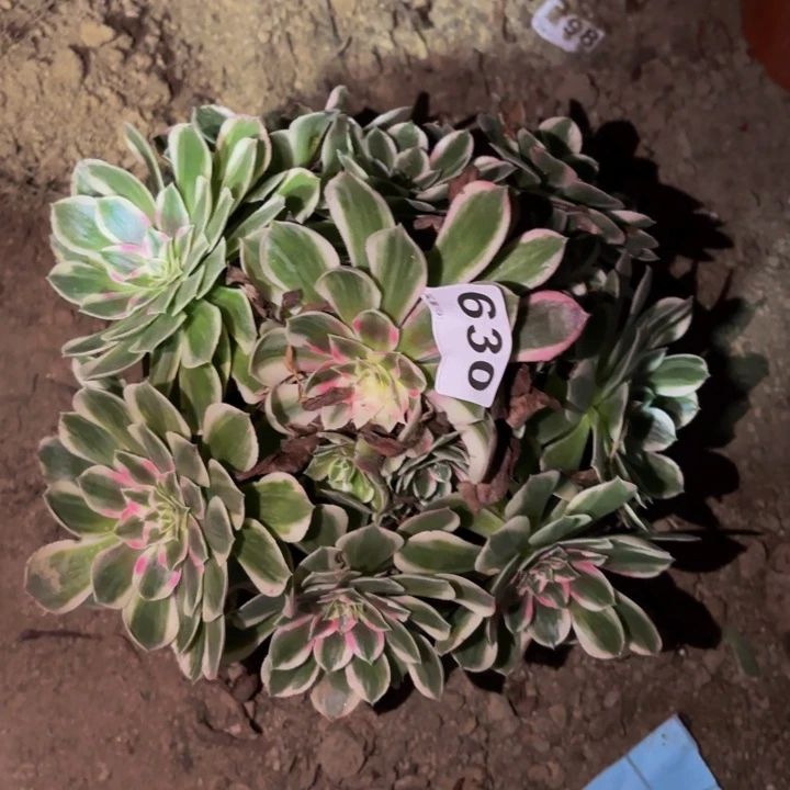 630玉芙蓉多肉植物