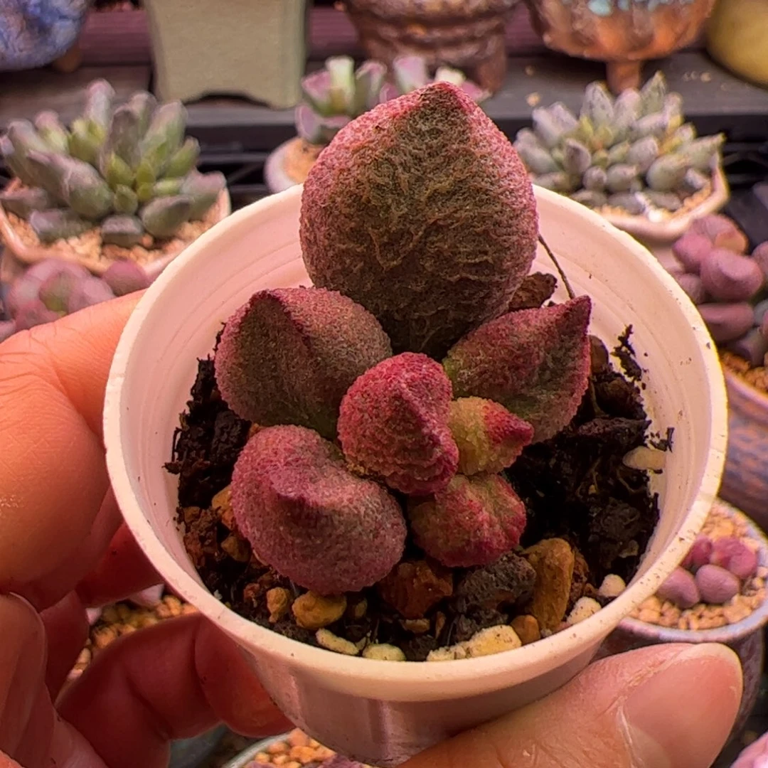 四***妹水蜜桃。