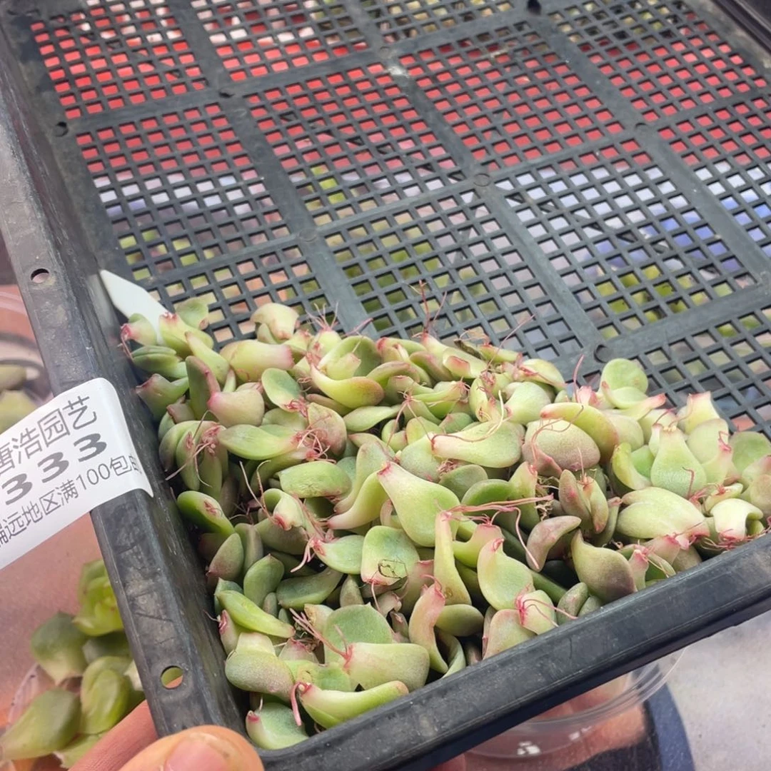 贵***店财富三叶片一物一拍333