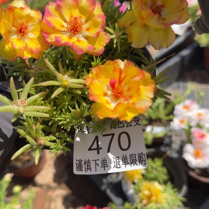 无花朵470矮超小苗盆口10cm