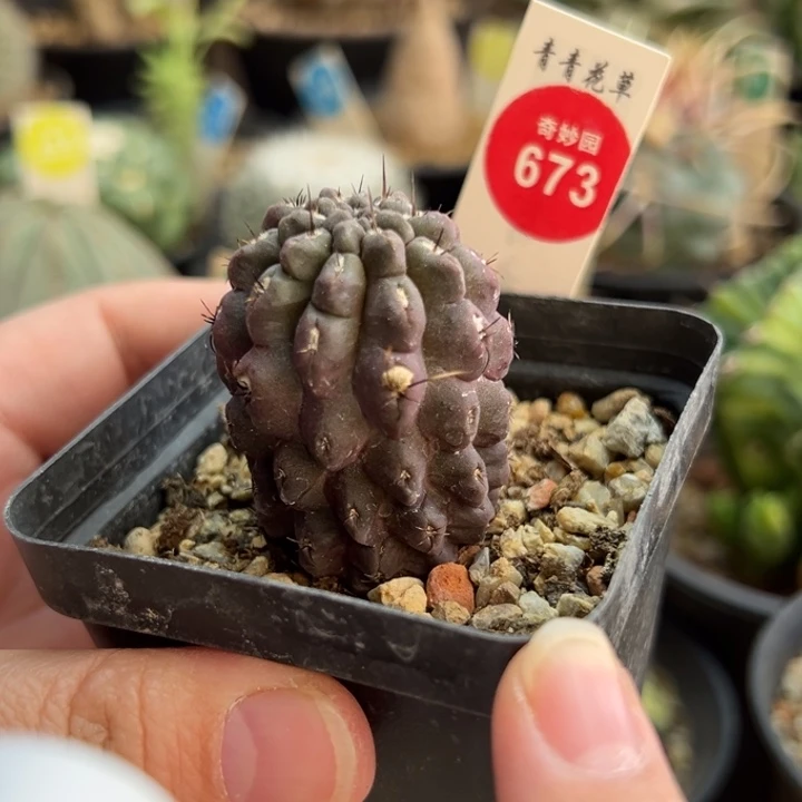 实生紫皮雷头一棵仙人球