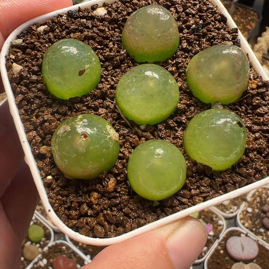 052多肉植物种类多样