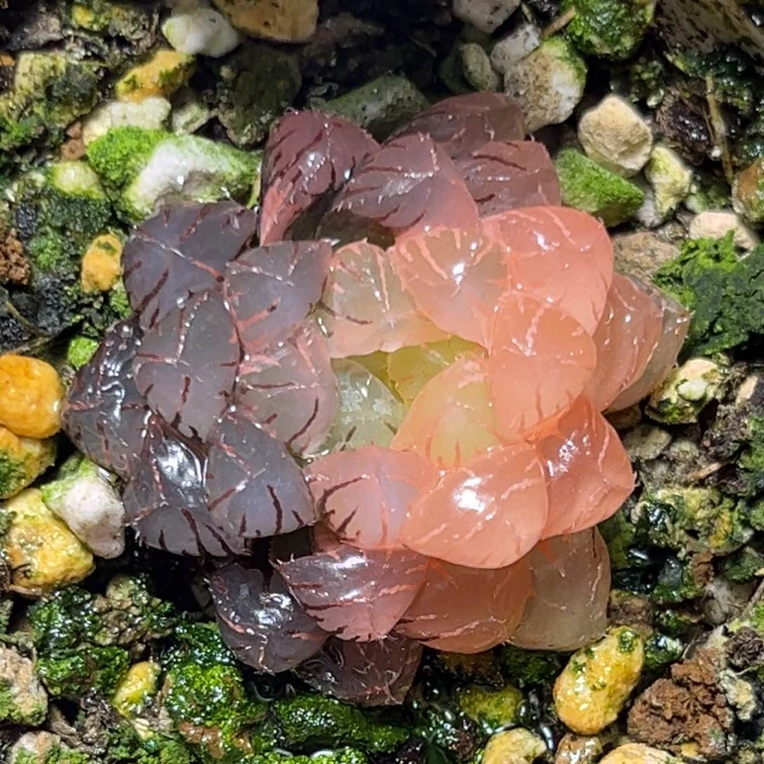 恭喜发财大吉大利884