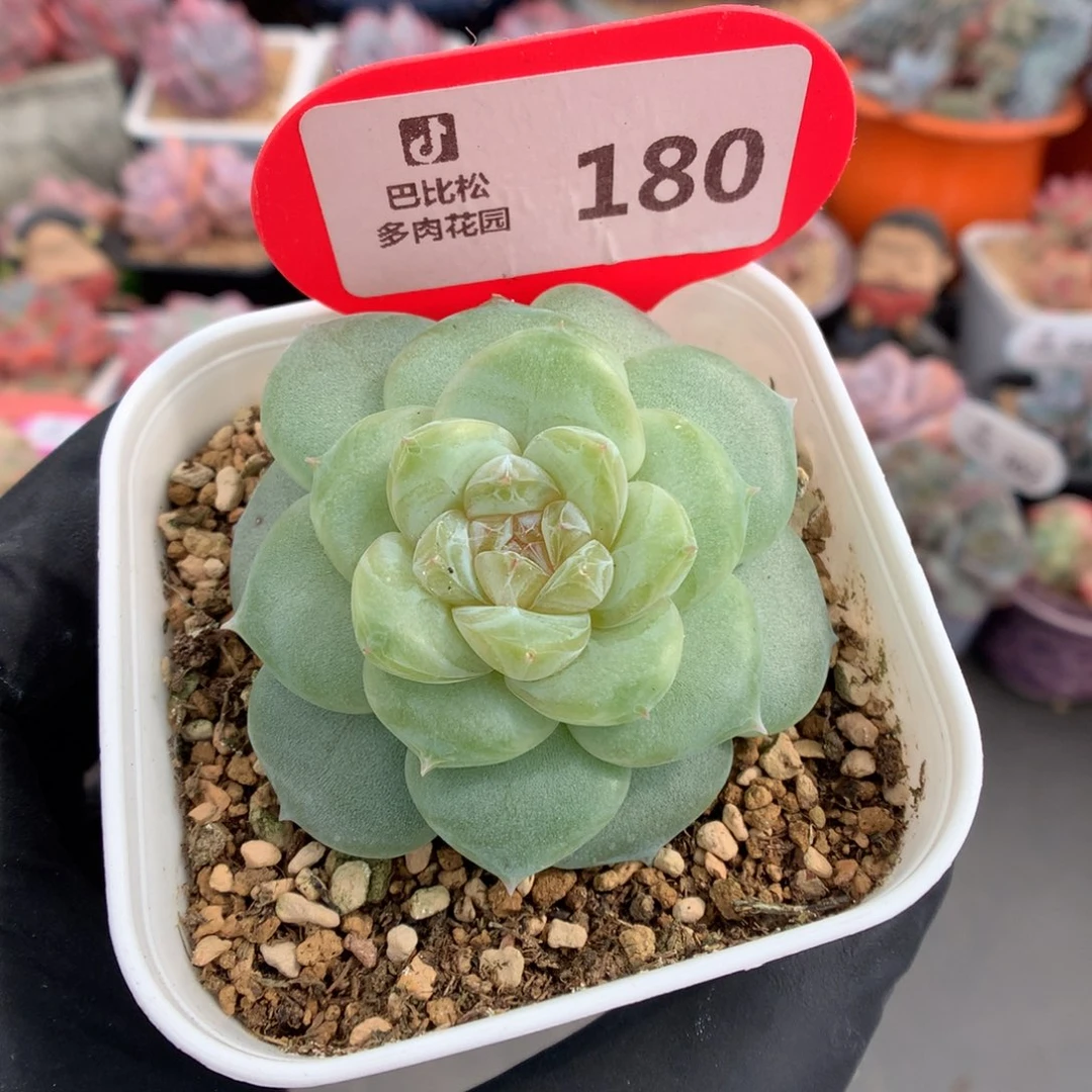 180 黄透糖心多肉
