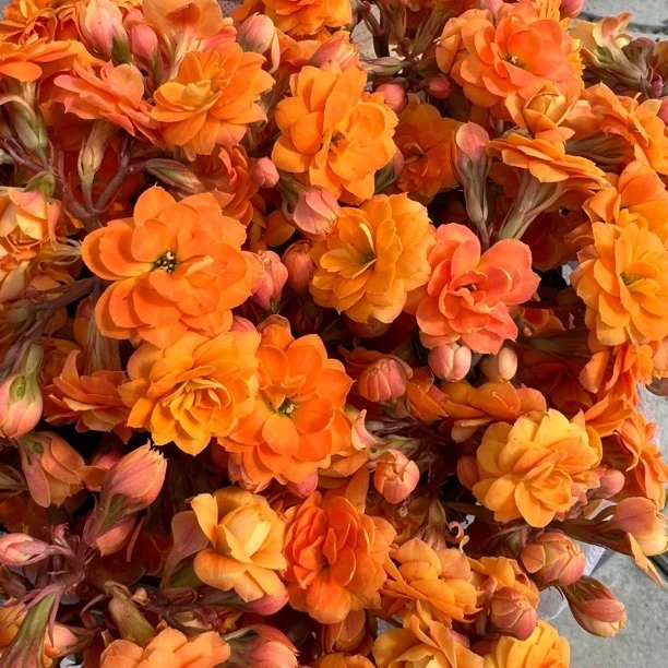 梦想家【索尔丹】110盆长寿花