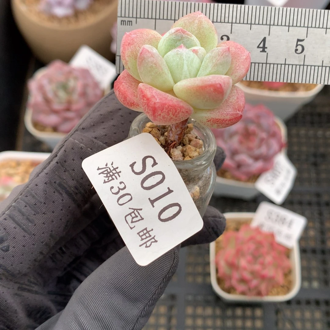 10。小玻璃瓶冰玉长腿单头