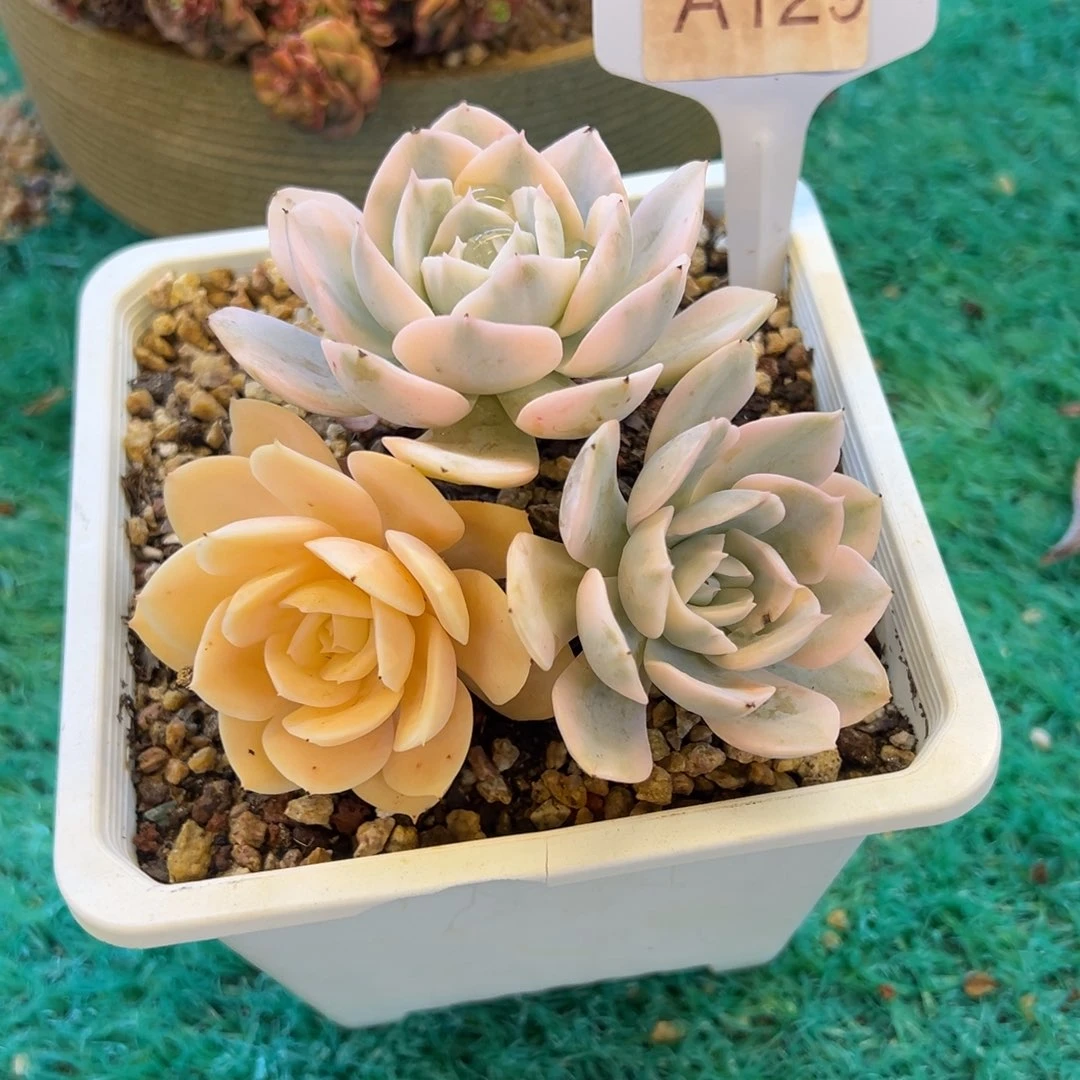 鲁氏锦，，，，，，，，，，，，，