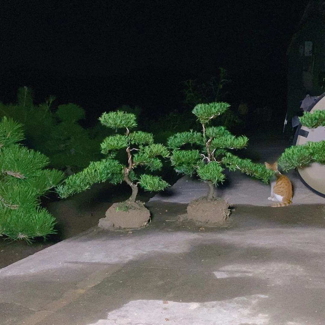 直播间罗汉松500/2颗