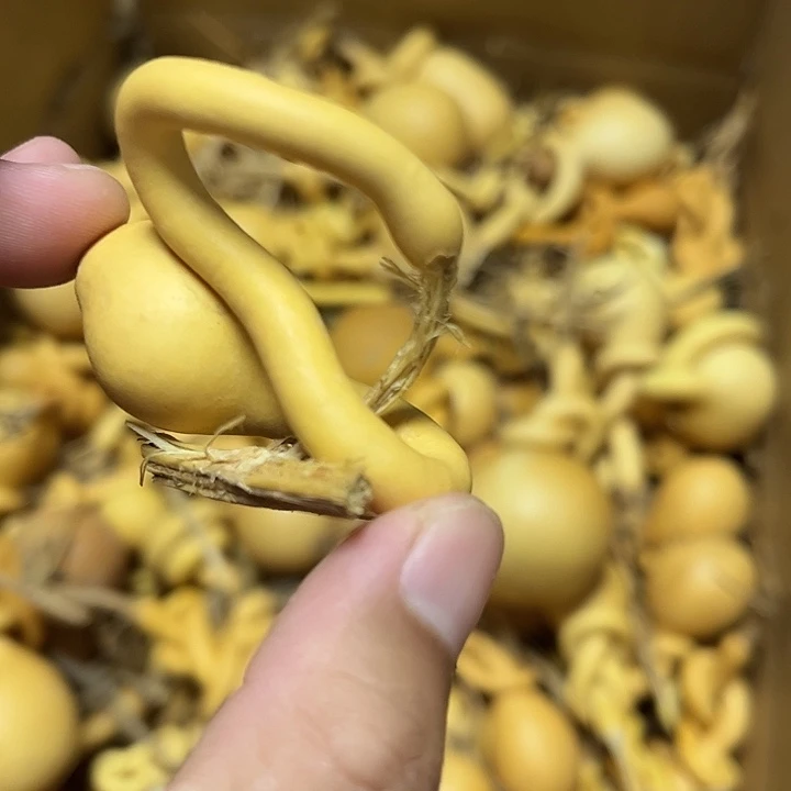 一把破葫芦真便宜