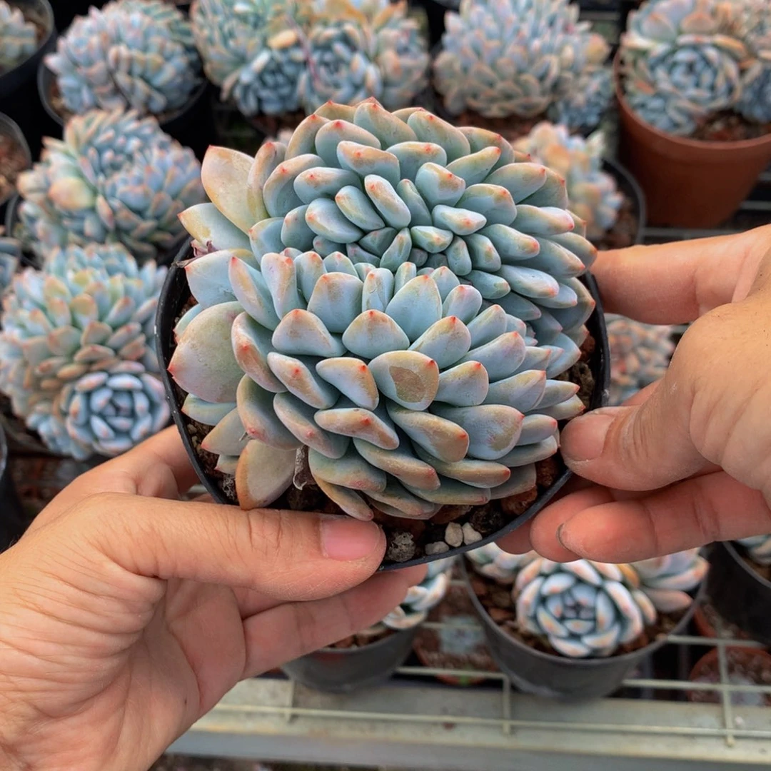 沿***国12缀嗯嗯嗯嗯好喜欢