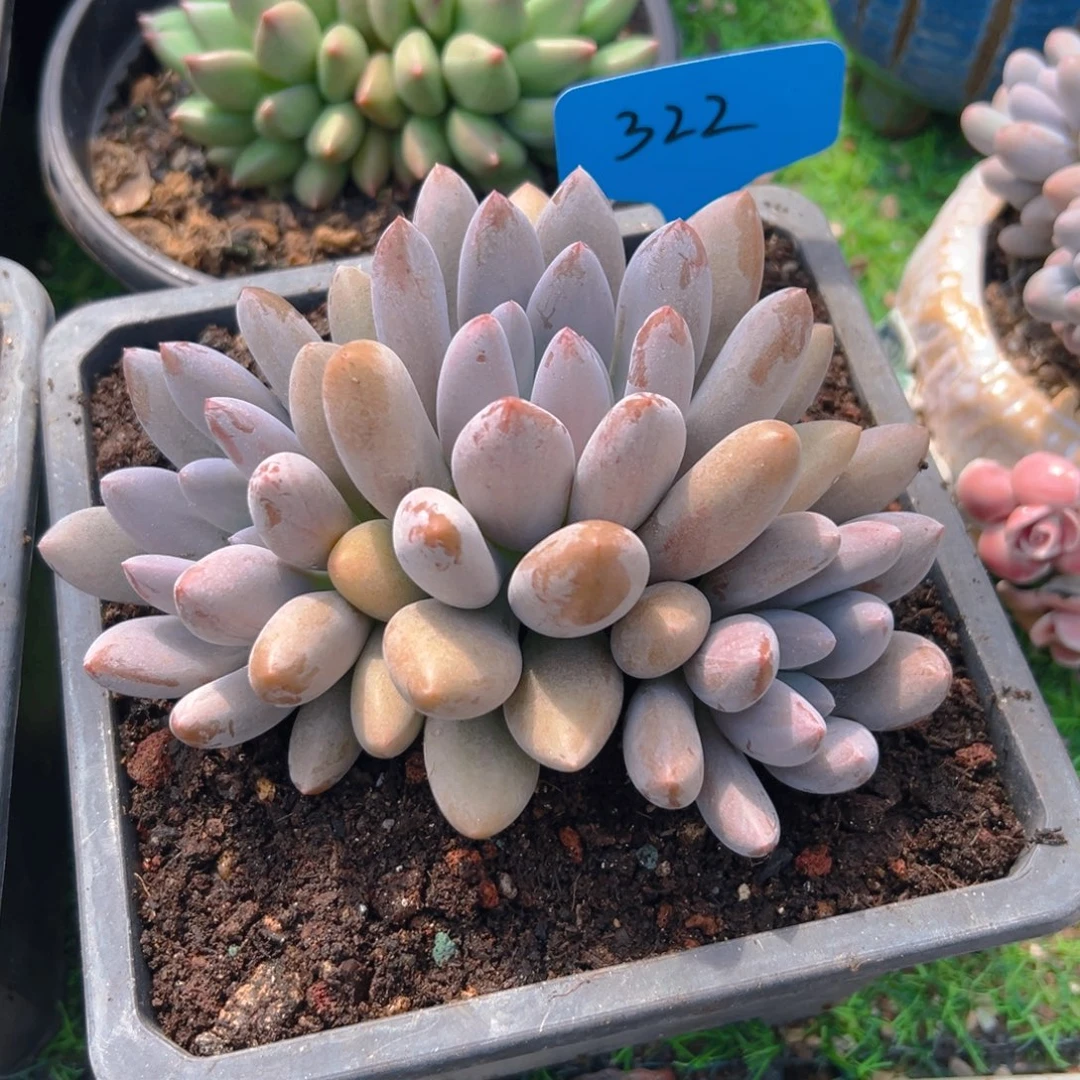 原始虞美人322号一物一拍