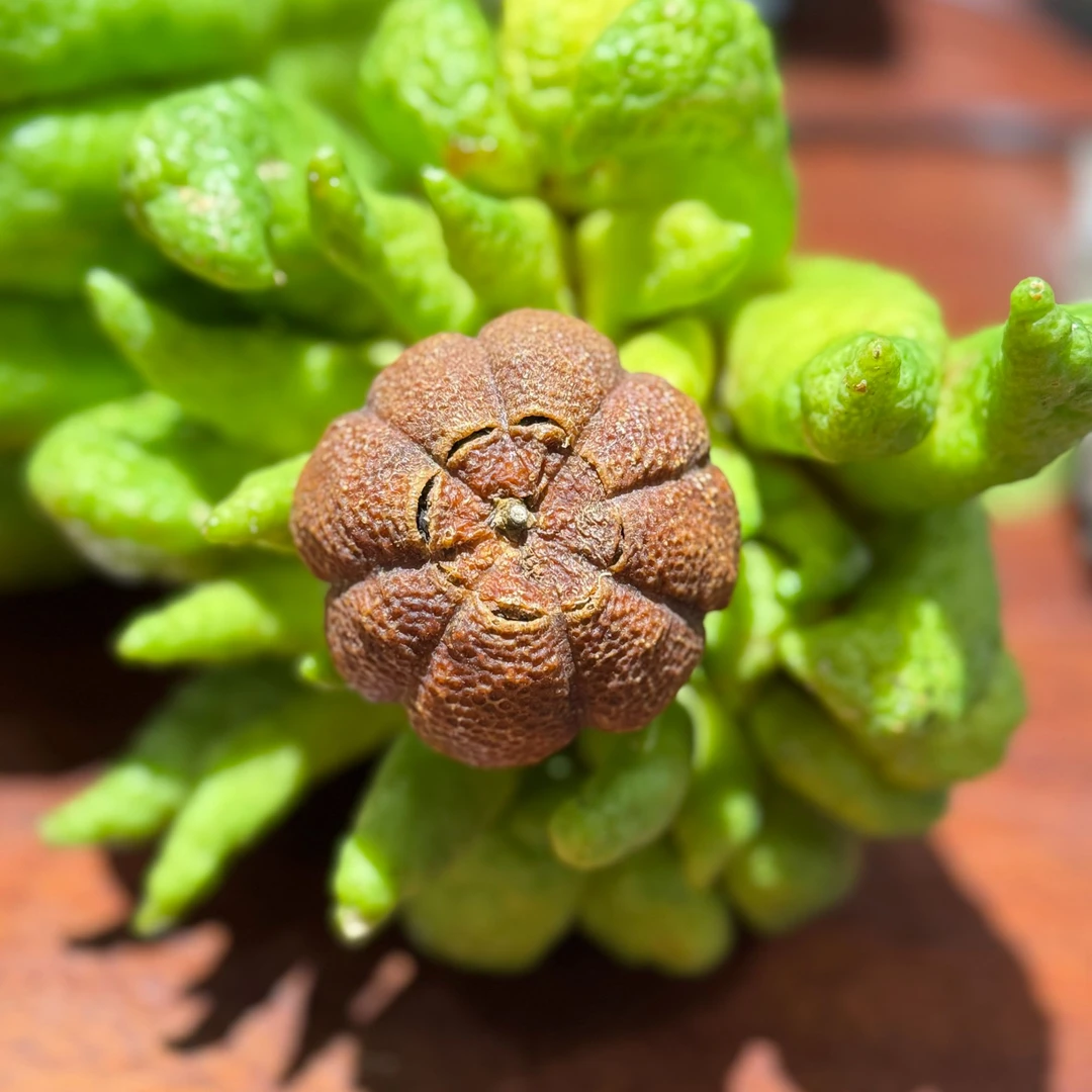 手工日晒天马大红柑皮+2023年发酵冰岛老树熟茶 口感体感俱佳凉甜