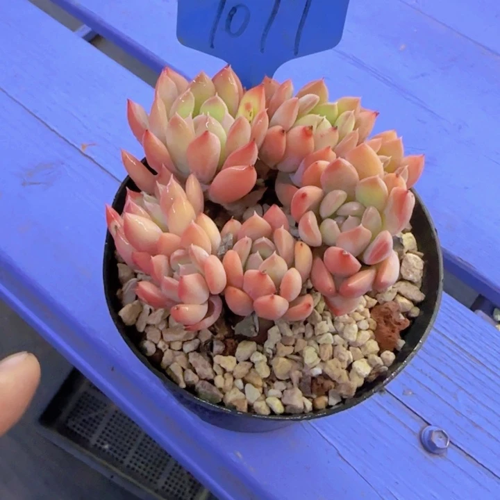 张*?1077多肉植物一物一拍