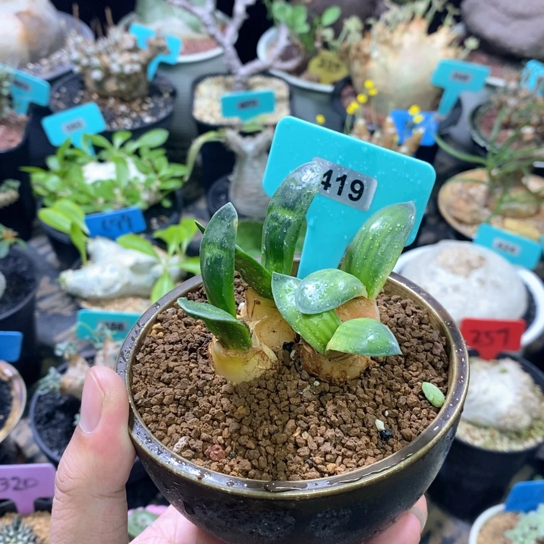 腊叶灯台百合一个