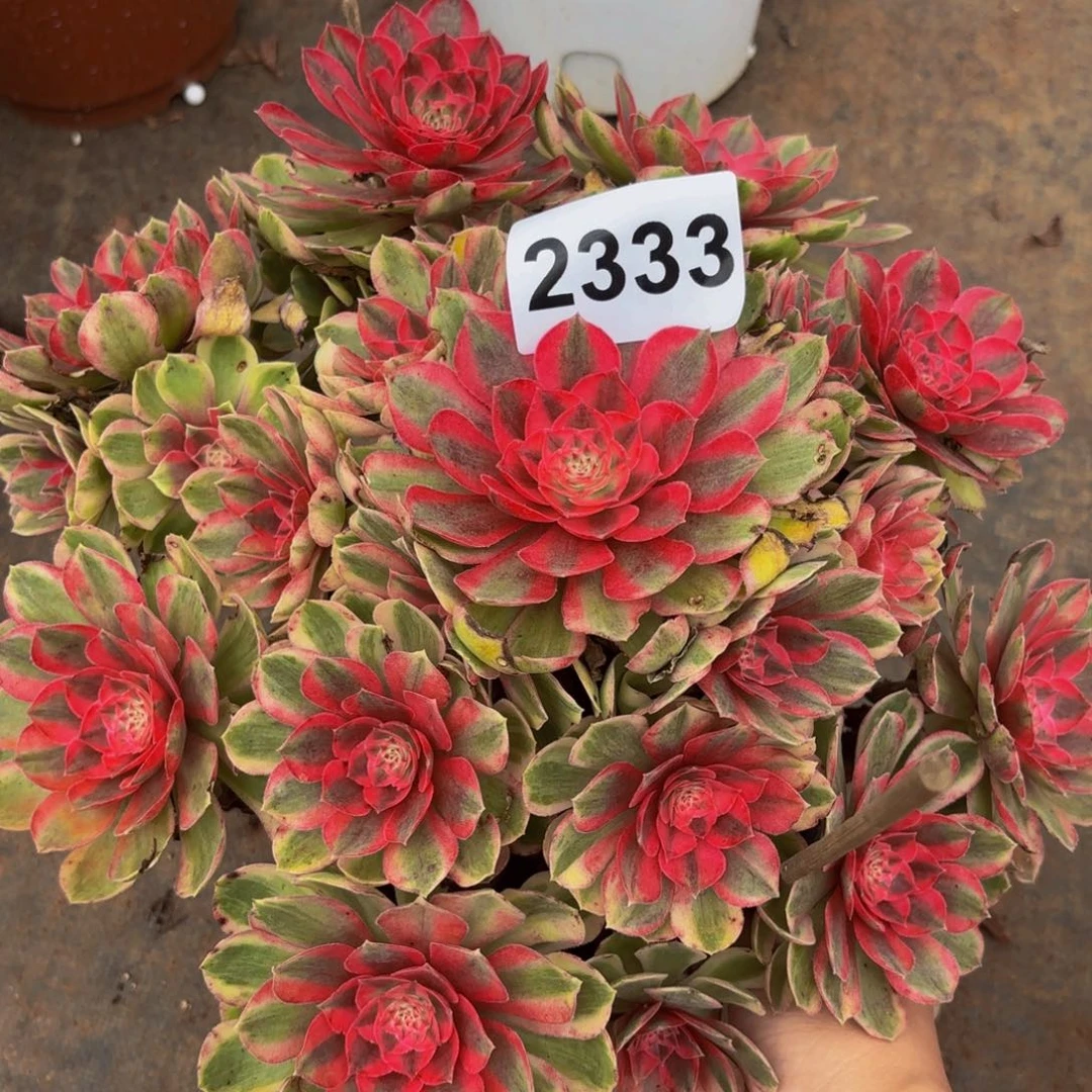 2333多肉植物不知名