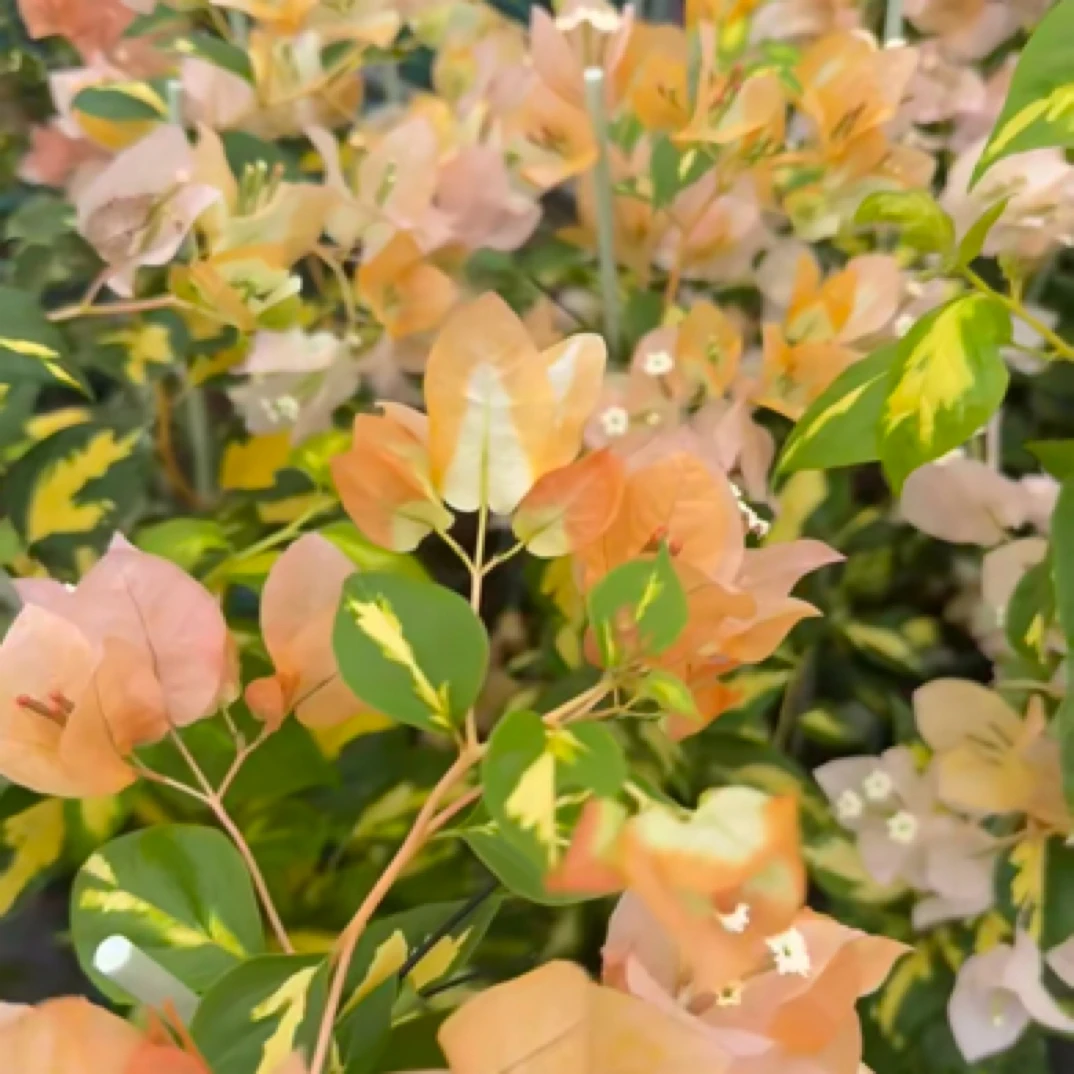 【黄白】原生品种三角梅袋苗