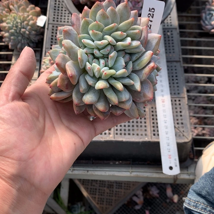 12725缀嗯嗯嗯嗯嗯嗯好