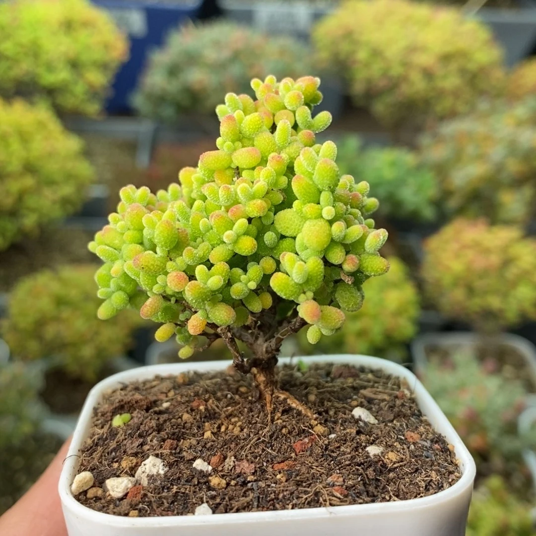 草****0968蜜橘糖球 。