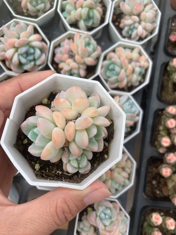 精品玉蝴蝶多肉植物