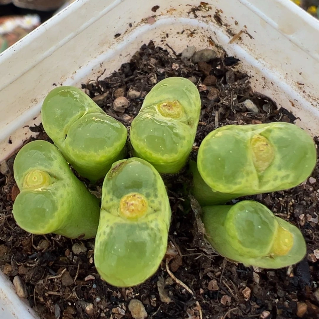 96多肉植物百科植物