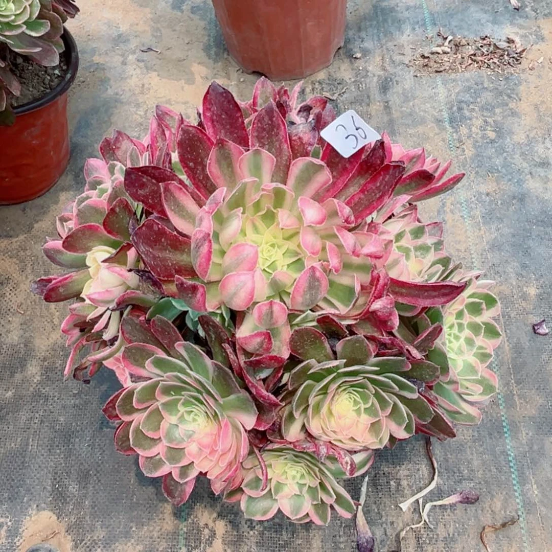 36万圣节锦貂蝉多肉植物