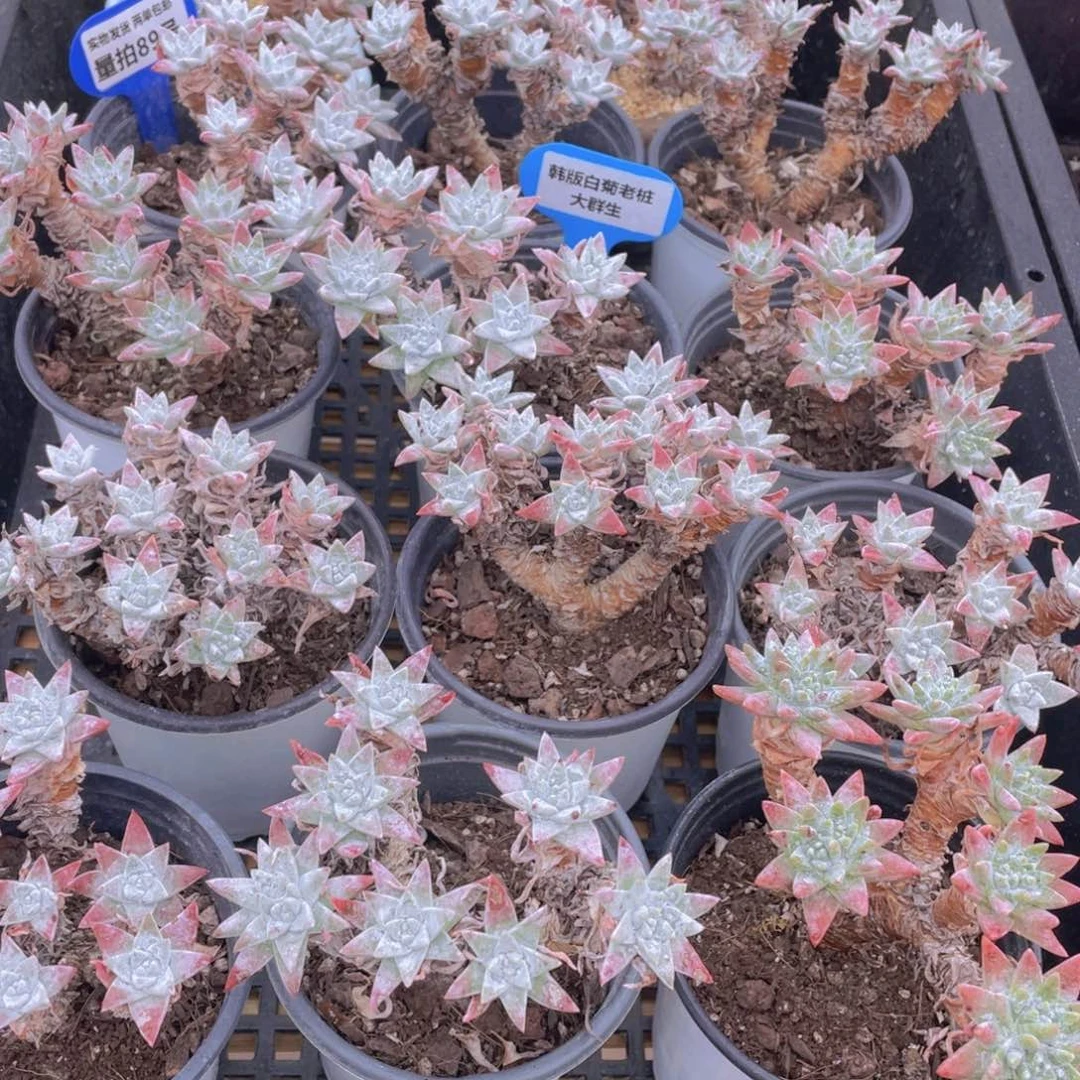 量拍89号 韩版白菊老桩大群生一个