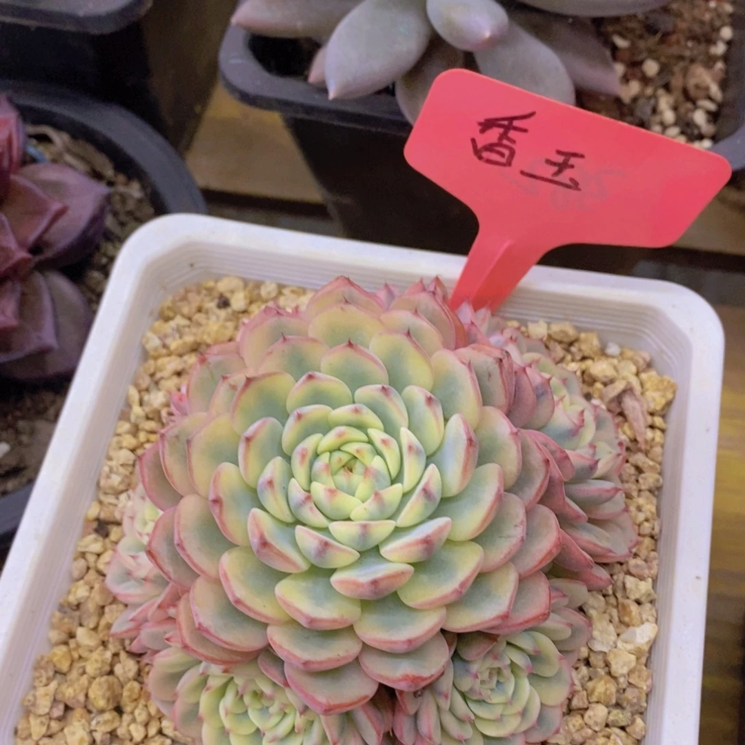 开心多肉，第一场破价，不做对比