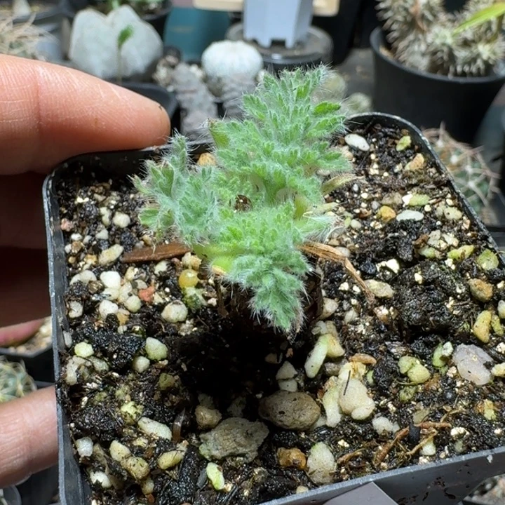 628羽叶洋葵脱土发货