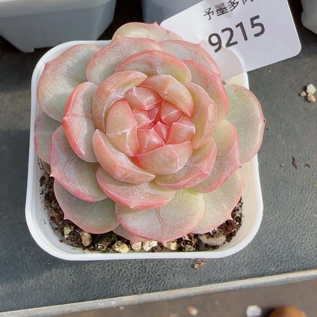 孤品珍妮，9215多肉植物