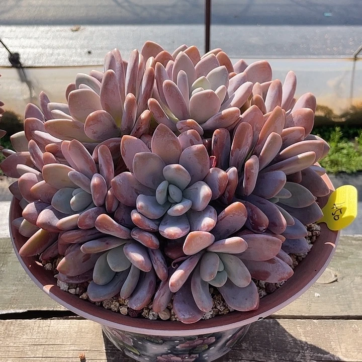粉兔多肉植物群生