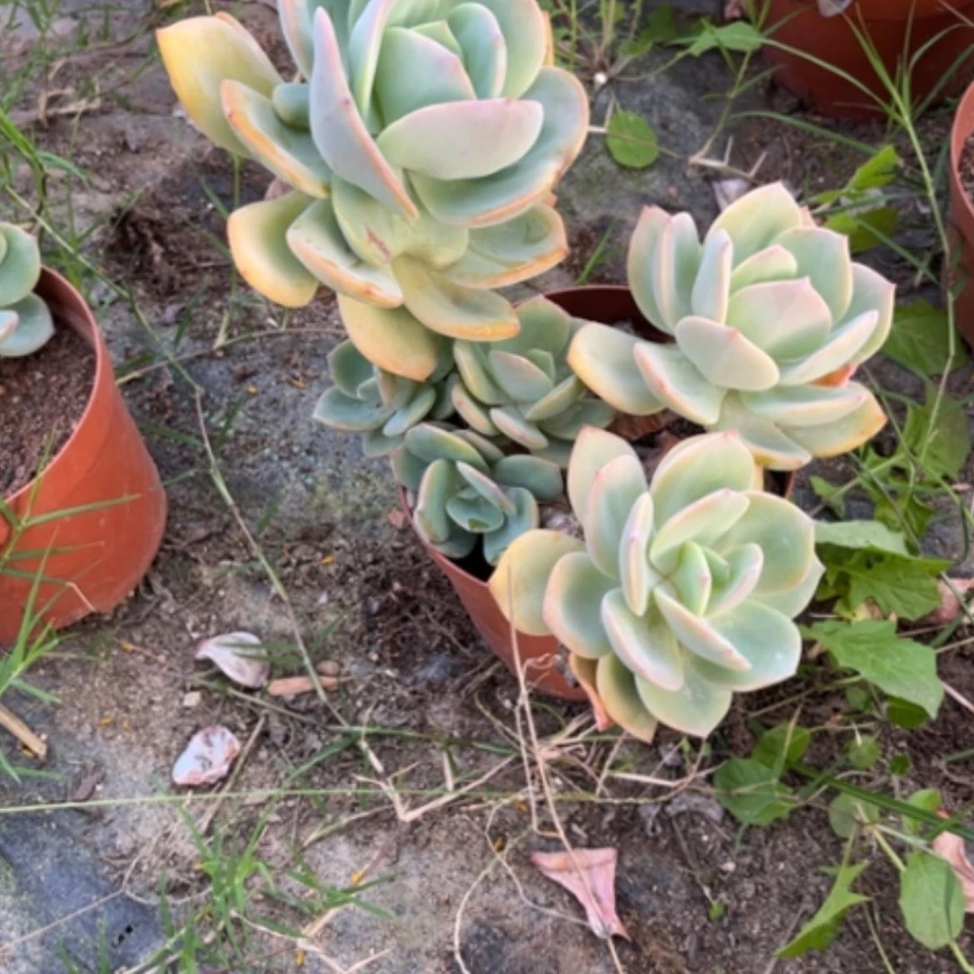 【闪购商品】欢*凤