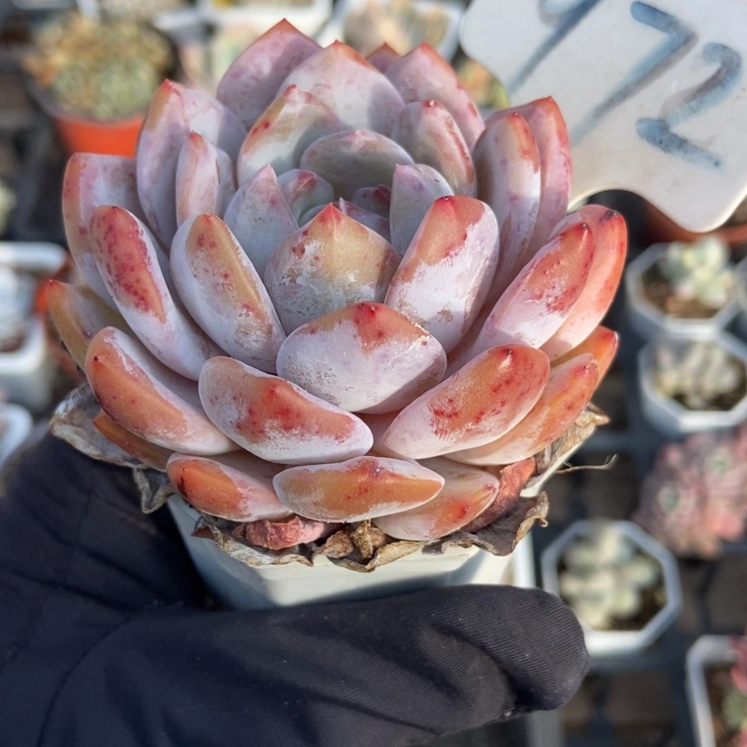 972橙子多肉植物多肉