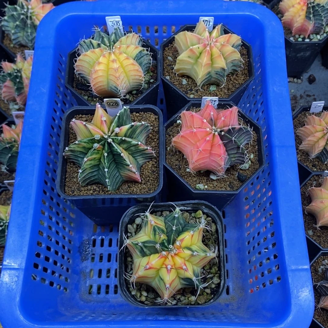 泰国进口肋骨锦实生