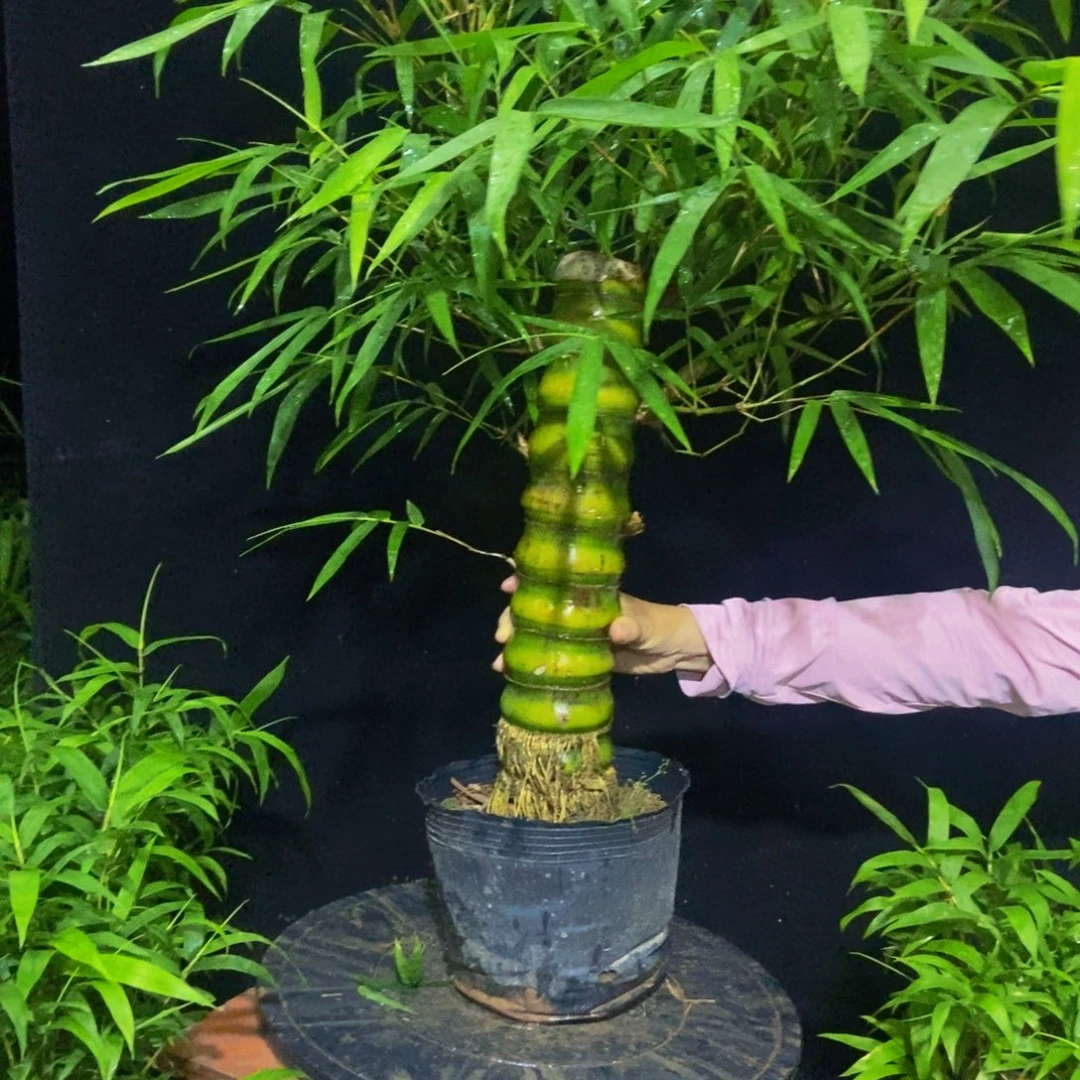 无花朵视频我看过一