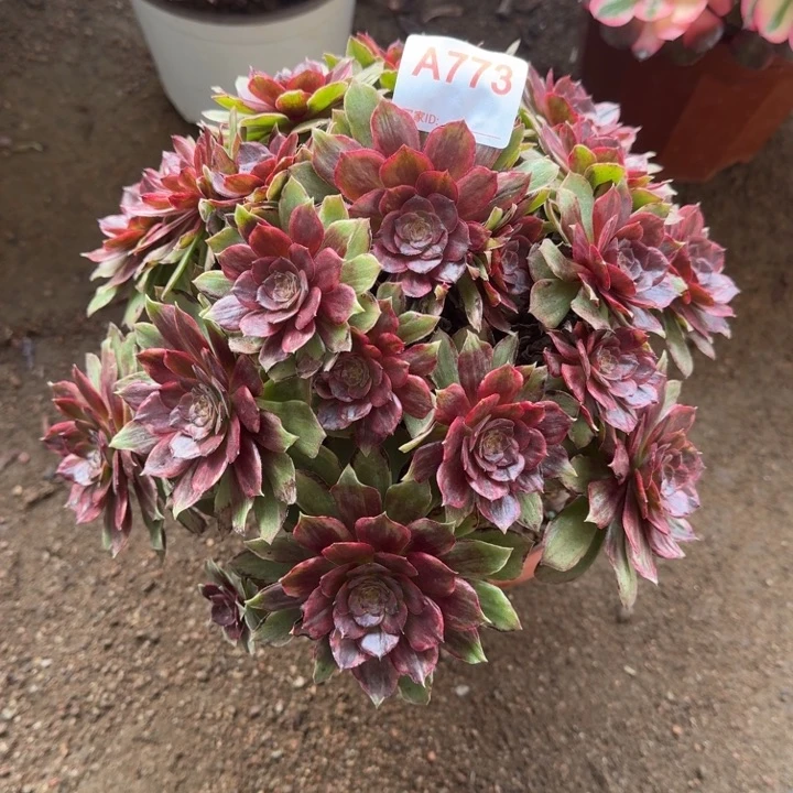万圣节红拉丝773多肉植物冠服28