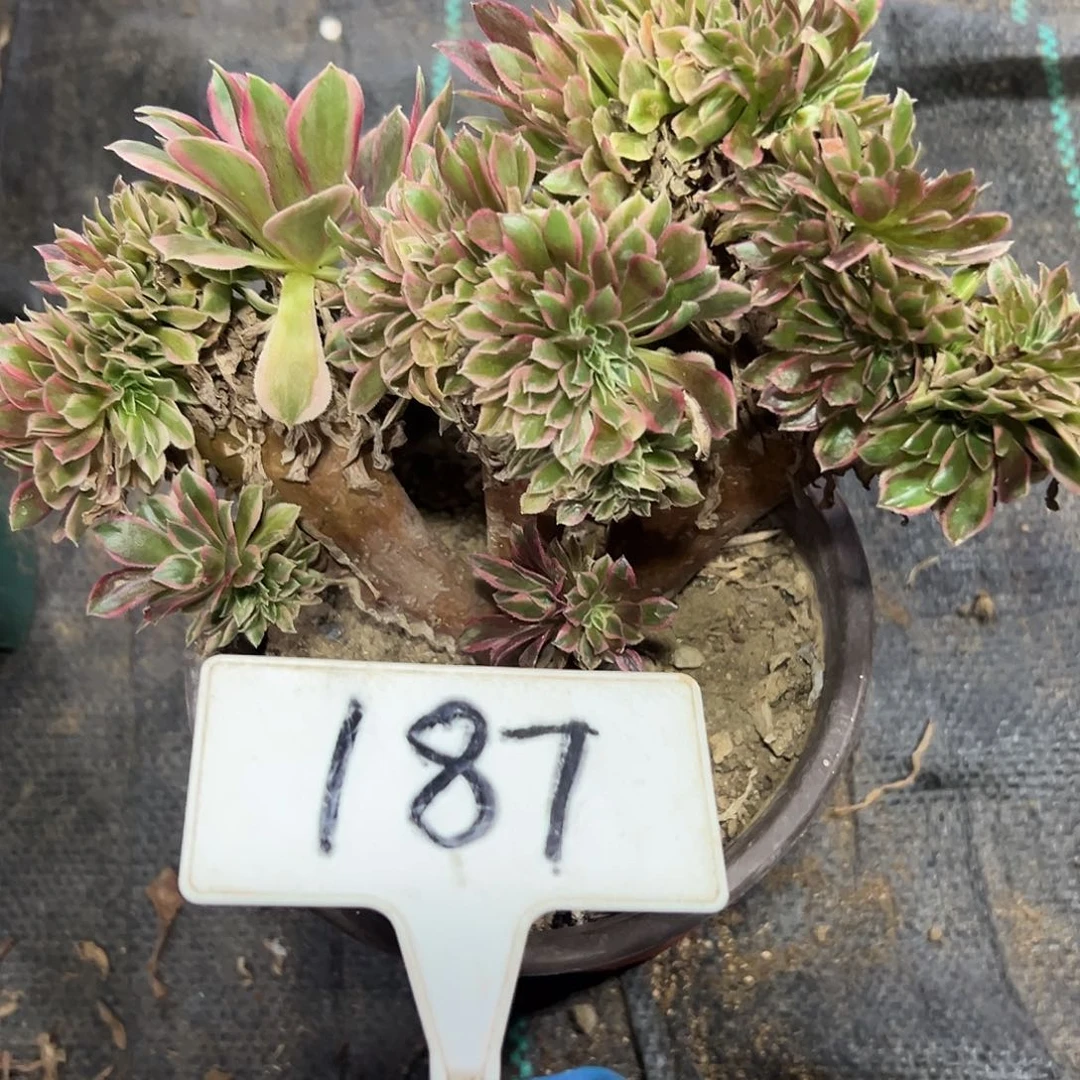 多肉植物女神缀花187
