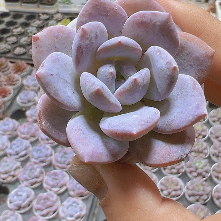 雪茶5厘米盆19包邮