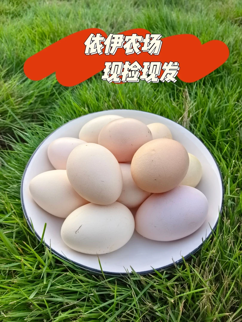 大个子正宗农家散养新鲜粉壳装现捡现发